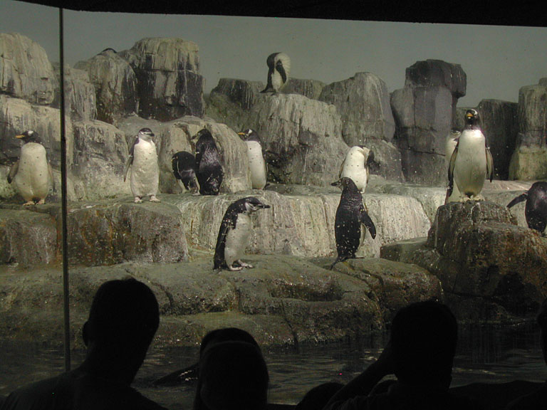 The penguin exhibit at the Central Park Zoo.