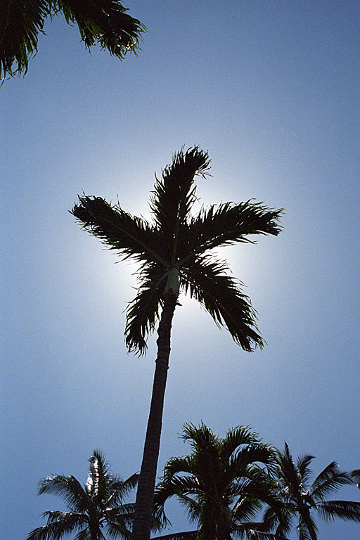 Sunburst palm tree.