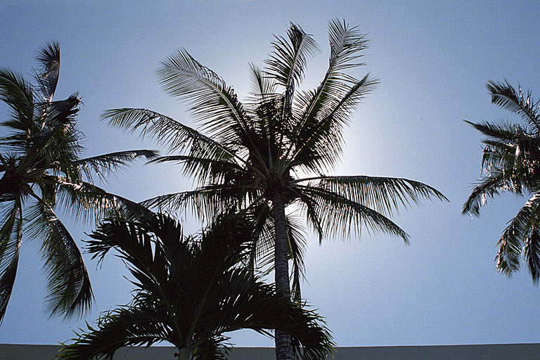 The sun hiding behind the palm trees.
