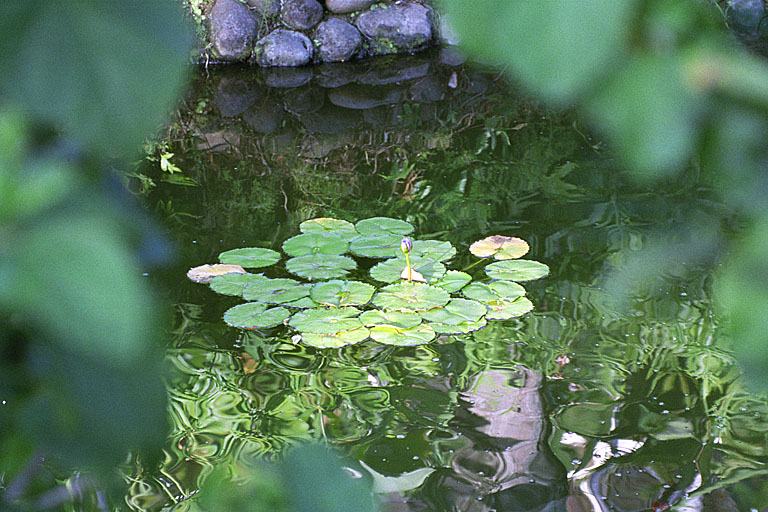 Lily pads in the pools.