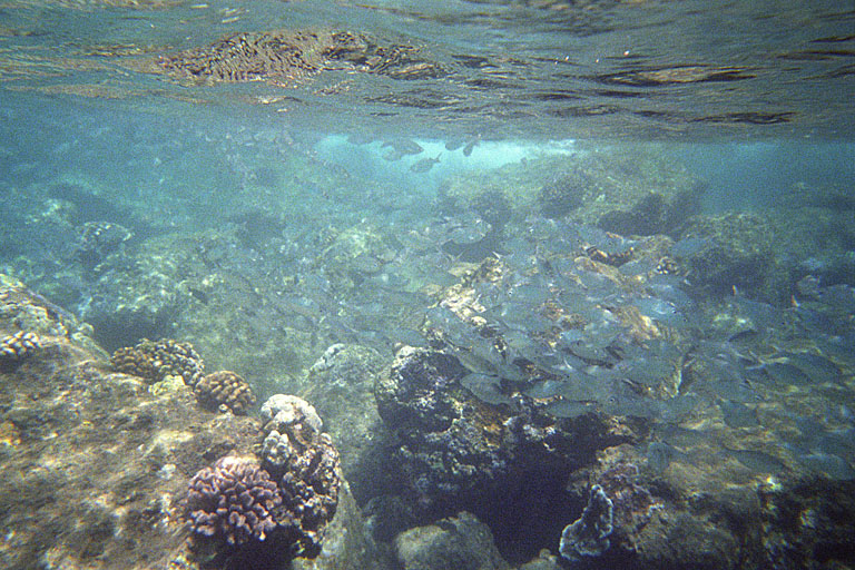 A gigantic school of fish.