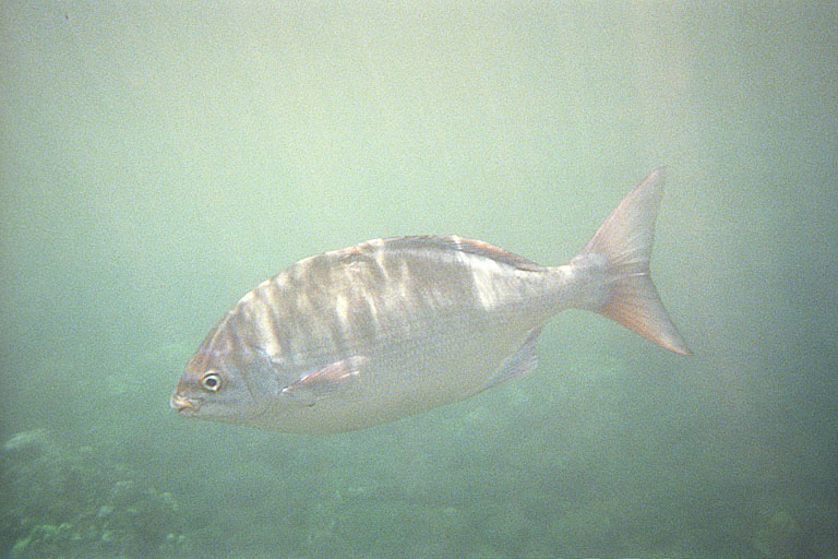 A big fish I was never able to identify.