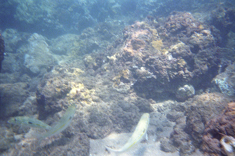 Swimming with the fish.