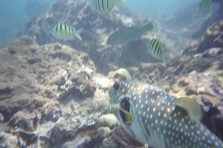 Swimming with the fish.