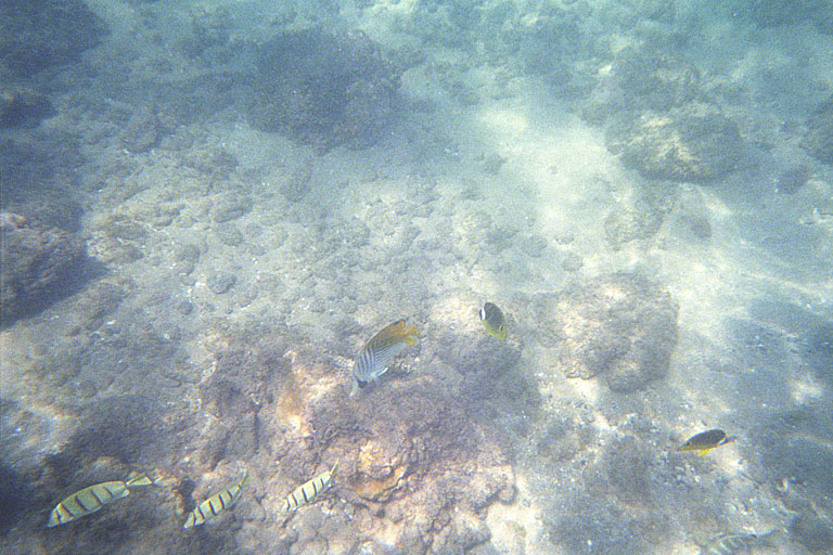 Some more beautiful fish.