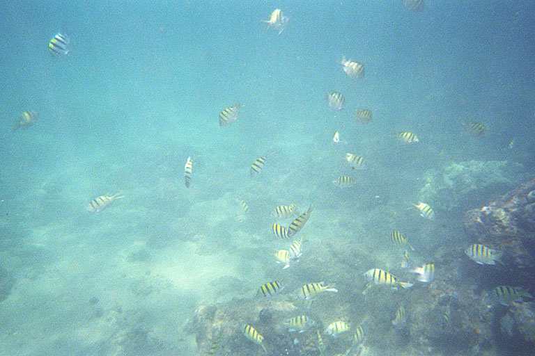 A large group of fish.