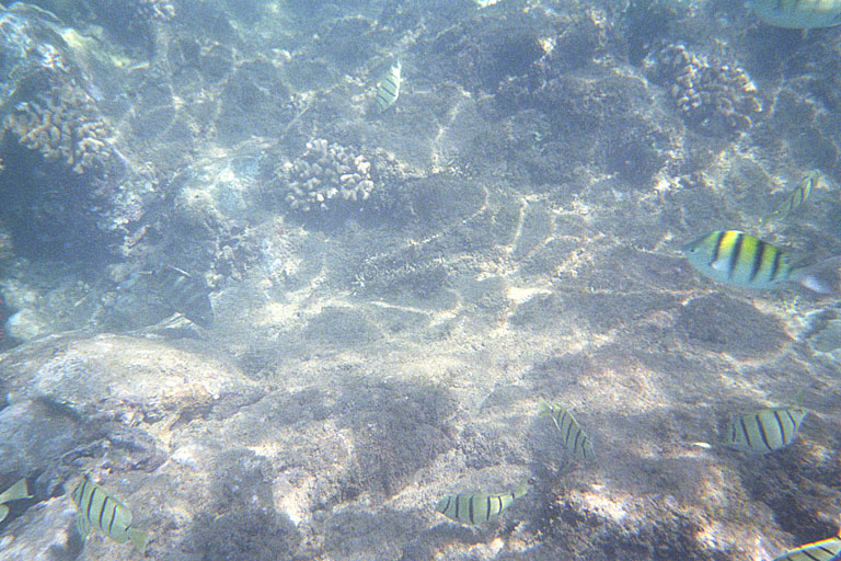 The water was pretty clean here, and the fish colors were bright.