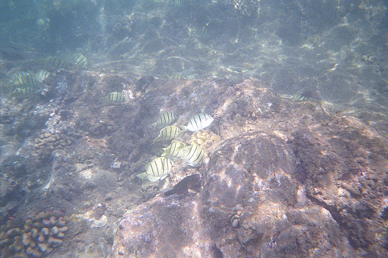 The fish traveled in little groups.