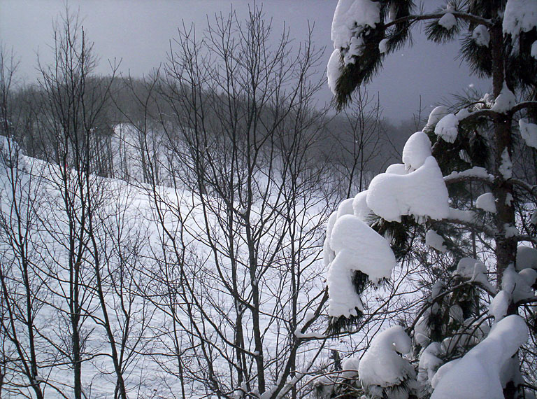 Snow topped trees.