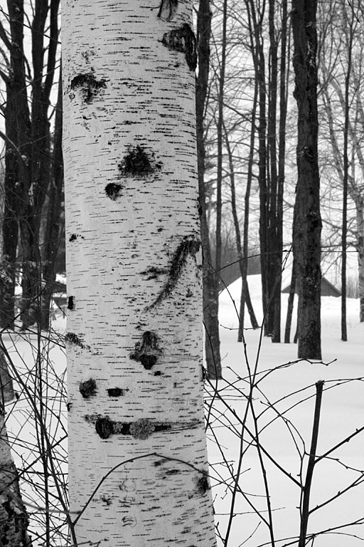 Birch tree with lichen.  Artistic Grayscale #3.