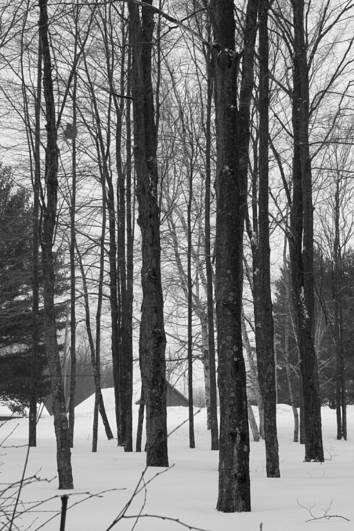 Looking through the trees.  Artistic Grayscale #4.