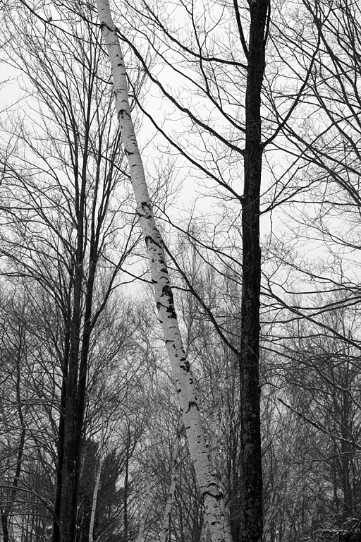 Tilted Tree.  Artistic Grayscale #5.