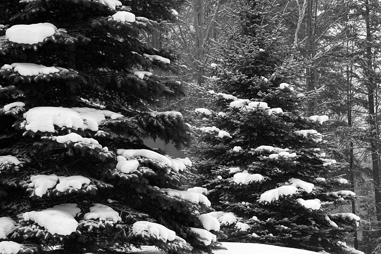 A pair of snowy firs.  Artistic Grayscale #7.