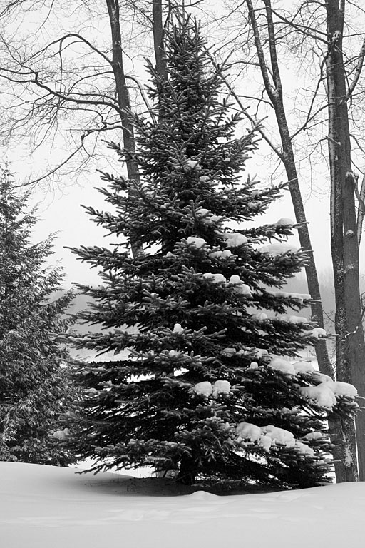 Solitary fir.  Artistic Grayscale #9.
