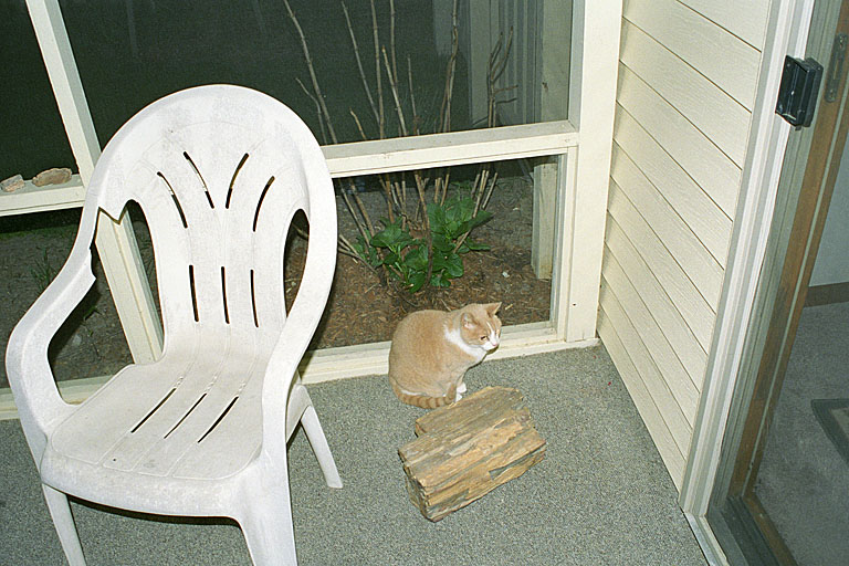 Taffy in her screened in porch. The bottom portion of the screen is actually plexiglass. This keeps the racoons from breaking in and stealing her food.