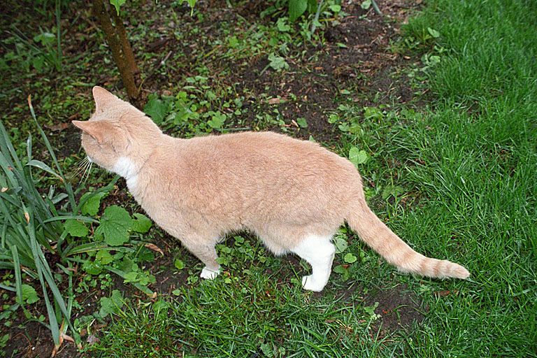 Taffy wonders around in the flower patch. She has a special catnip patch that she rolls around in. (2005)