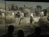 The penguin exhibit at the Central Park Zoo.