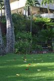 Rose petals on the lawn.