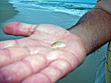 Derrick holds a tiny sand crab.