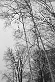 Towering trees.  Artistic Grayscale #1.