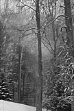 Snow blowing off the trees.  Artistic Grayscale #2.
