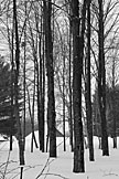 Looking through the trees.  Artistic Grayscale #4.