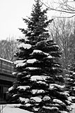 Snow laden fir.  Artistic Grayscale #6.