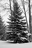 Solitary fir.  Artistic Grayscale #9.