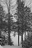 Bare trees.  Artistic Grayscale #11.