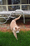 Taffy loves to walk around in the grass.  She always eats a little bit of grass before she steps off the bricks. (2005)