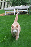 Taffy follows me around the backyard. (2005)
