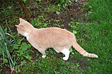Taffy wonders around in the flower patch.  She has a special catnip patch that she rolls around in. (2005)