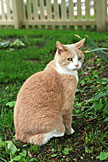 Taffy is the queen of the area.  The dog that yips from next door doesn't go near Taffy.  She doesn't even have front claws, but a quick forearm shiver sent him running. (2005)