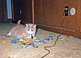 I got Taffy as a late Christmas present in January of 1993.  I got her from the Indianapolis Humane Society when she was only 5 months old.  She is very playful and loves wondering around in the backyard.
